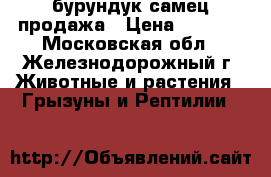 бурундук самец продажа › Цена ­ 1 000 - Московская обл., Железнодорожный г. Животные и растения » Грызуны и Рептилии   